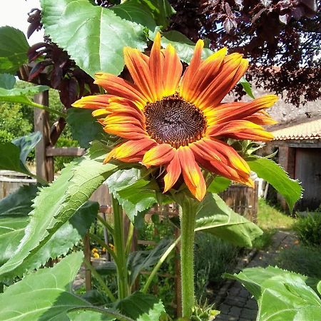 Les Tournesols La Bernardiere Exterior foto